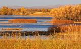 Bosque del Apache_72711